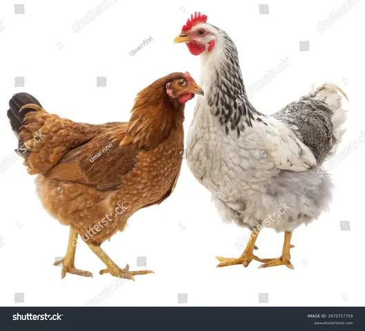 Gà Mái : 711 Nghìn Ảnh, Hình Ảnh Có Sẵn Và Ảnh Miễn Phí Bản Quyền ...