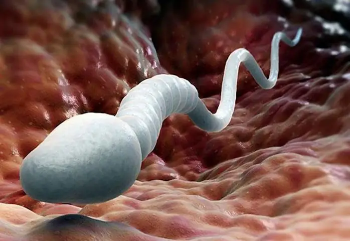 Nên Ăn Gì Để Tinh Trùng Chết Trong Tử Cung Sau Khi Quan Hệ?