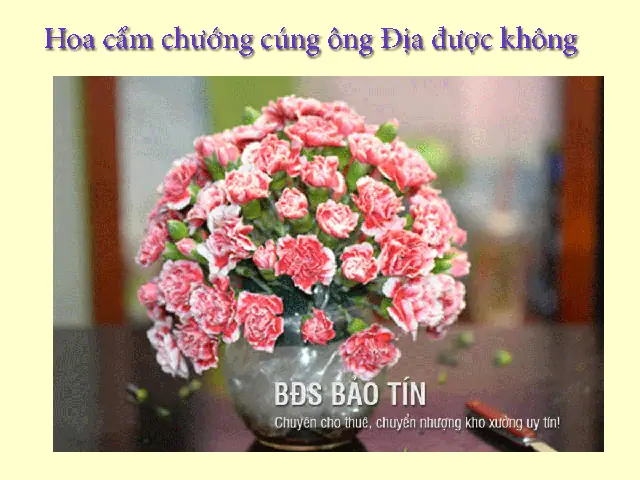 Hoa Cẩm Chướng Có Cúng Được Không? Ý Nghĩa Và Những Lưu Ý Quan Trọng