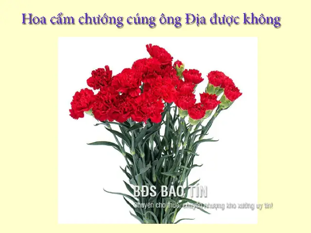 Hoa Cẩm Chướng Có Cúng Được Không? Ý Nghĩa Và Những Lưu Ý Quan Trọng