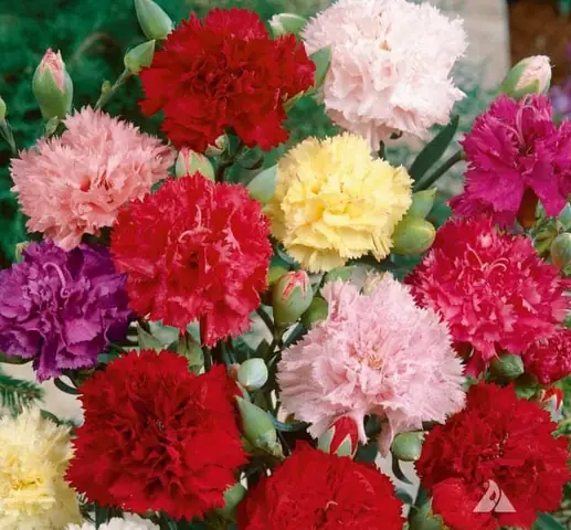 Hoa Cẩm Chướng Có Cúng Được Không? Ý Nghĩa Và Những Lưu Ý Quan Trọng