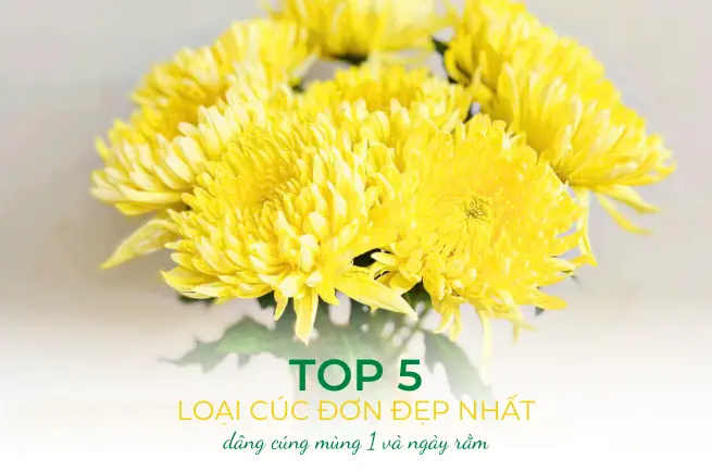 Top 5 Loại Hoa Tốt Nhất Dâng Cúng: Nên Chọn Cúc, Vạn Thọ Hay Hồng?
