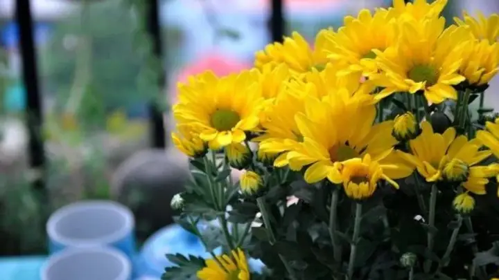 Top 5 Loại Hoa Tốt Nhất Dâng Cúng: Nên Chọn Cúc, Vạn Thọ Hay Hồng?