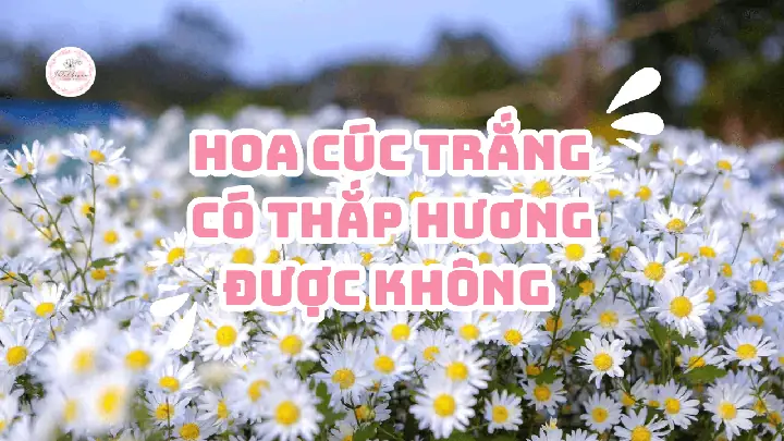 Hoa Cúc Trắng Có Thể Thắp Hương Được Không? - Petal Haven