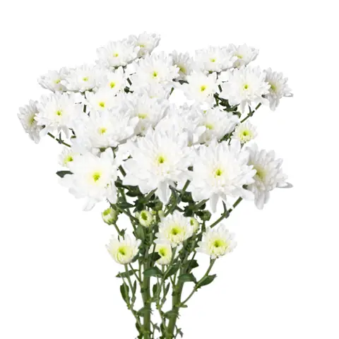 Hoa Cúc Trắng Bó 5 Cành