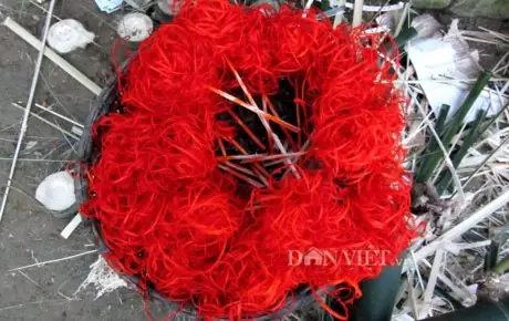 Äá»c Äã¡o Hoa Tre Trong "cãºng Bá»n Máº¡ng" Äáº§u Näm Á» Huáº¿