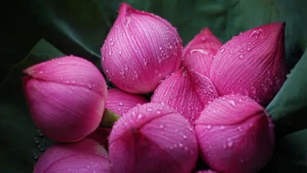 Nên Cắm Bao Nhiêu Bông Hoa Khi Thờ Cúng Gia Tiên?