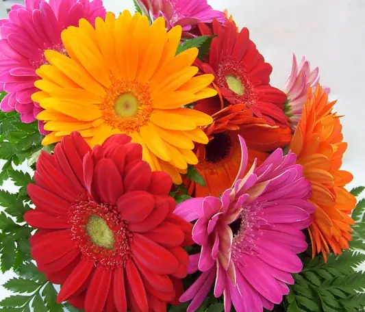 Hoa Đồng Tiền Có Cúng Được Không? Giải Đáp Ý Nghĩa Và Các Lưu Ý Quan Trọng