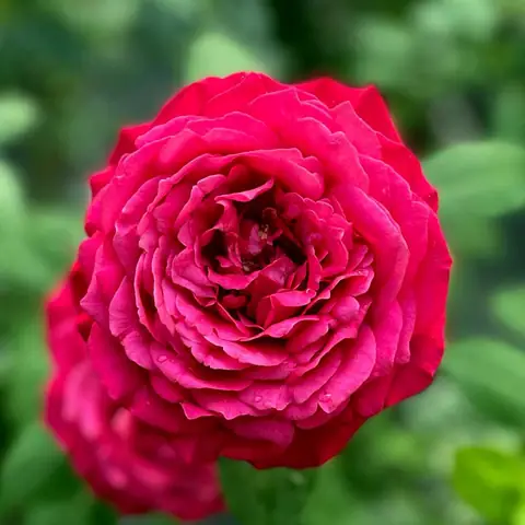 Hoa Hồng Janice Kellogg Rose Màu Đỏ, Hoa To, Dễ Chăm Sóc