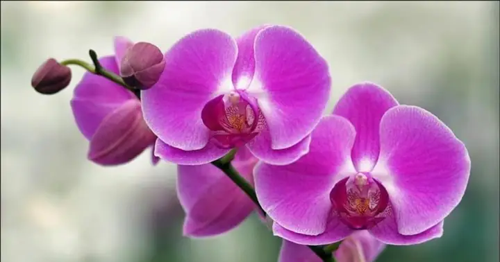 Các Loại Hoa Không Nên Dâng Cúng Trên Bàn Thờ Ngày Rằm Và Mùng 1