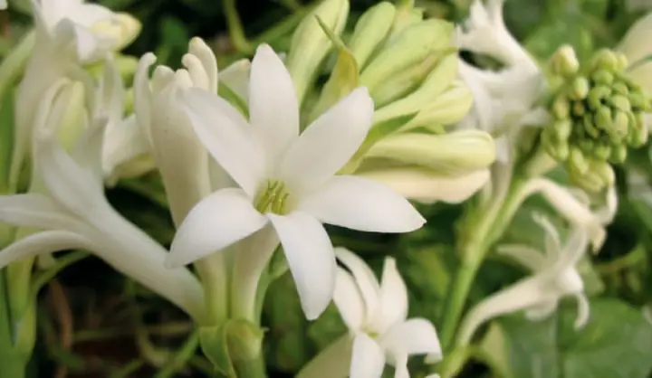 Hoa Huệ Trắng Có Ý Nghĩa Gì? Đặc Điểm, Cách Trồng Và Cách Chọn ...