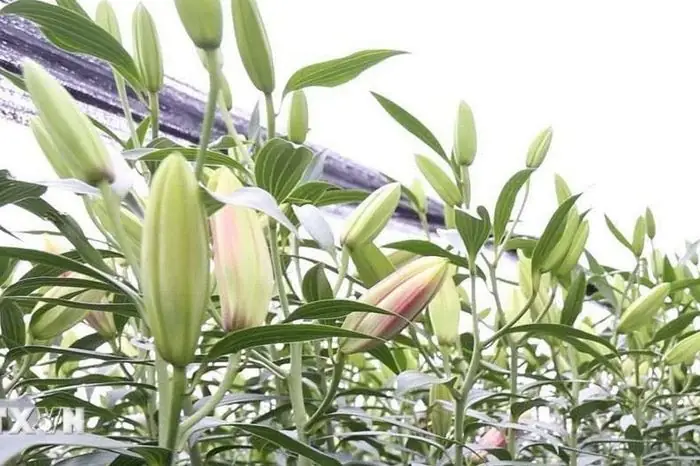 Những Loài Hoa Không Nên Chưng Trên Bàn Thờ Ngày Tết - Báo ...