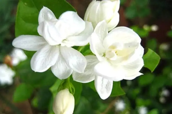 Ý Nghĩa Và Cách Chọn Hoa Lài Cúng Phật Chuẩn Nhất