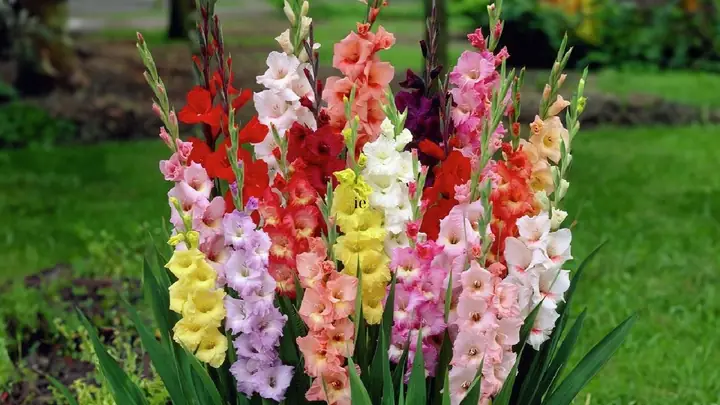 Hoa Lay Ơn Có Cúng Được Không? Ý Nghĩa Và Những Lưu Ý Khi Sử Dụng