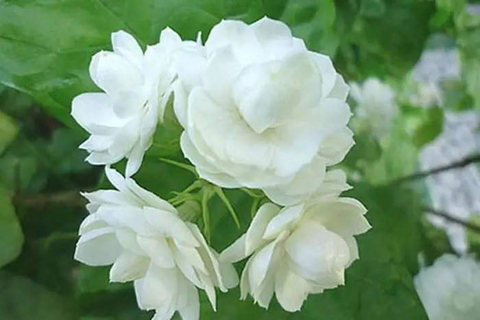 Loại Hoa Nào Cấm Kỵ Cúng Trên Bàn Thờ? - Báo Tri Thức & Cuộc Sống