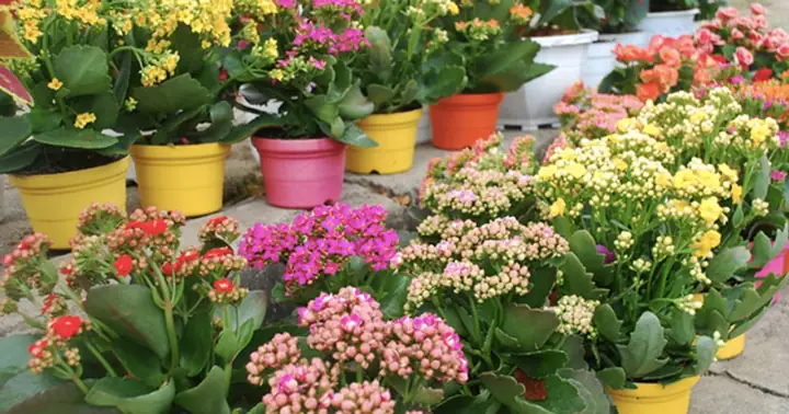 Hoa Sống Đời Có Cúng Được Không? Giải Đáp Chi Tiết Ý Nghĩa Tâm Linh Và Cách Sử Dụng