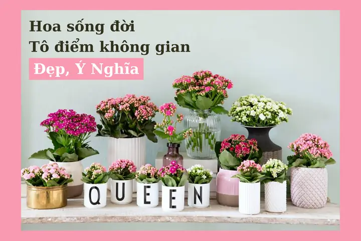 Hoa Sống Đời Có Cúng Được Không? Giải Đáp Chi Tiết Ý Nghĩa Tâm Linh Và Cách Sử Dụng