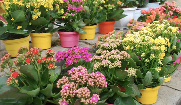 Hoa Sống Đời Có Cúng Được Không? Giải Đáp Chi Tiết Ý Nghĩa Tâm Linh Và Cách Sử Dụng