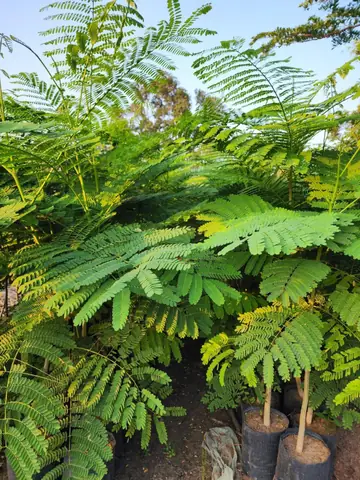 Đánh Giá Chi Tiết Các Loại Hoa Thức Cây Điệp Cúng: Lựa Chọn Nào Cho Không Gian Tâm Linh?