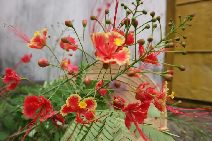 Hoa Điệp Cúng Dâng Phật - Mây Thong Dong