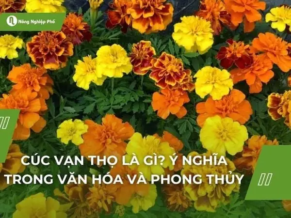 Hoa Vạn Thọ Cúng: Ý Nghĩa, Cách Chọn Và Những Lưu Ý Quan Trọng