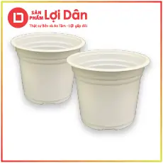 Hoa Vạn Thọ Cúng: Ý Nghĩa, Cách Chọn Và Những Lưu Ý Quan Trọng