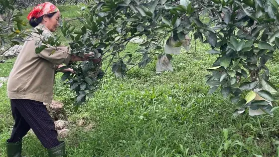 Trồng Cam Ở Xã Miền Núi Hà Tĩnh Giúp Người Dân Thoát Nghèo