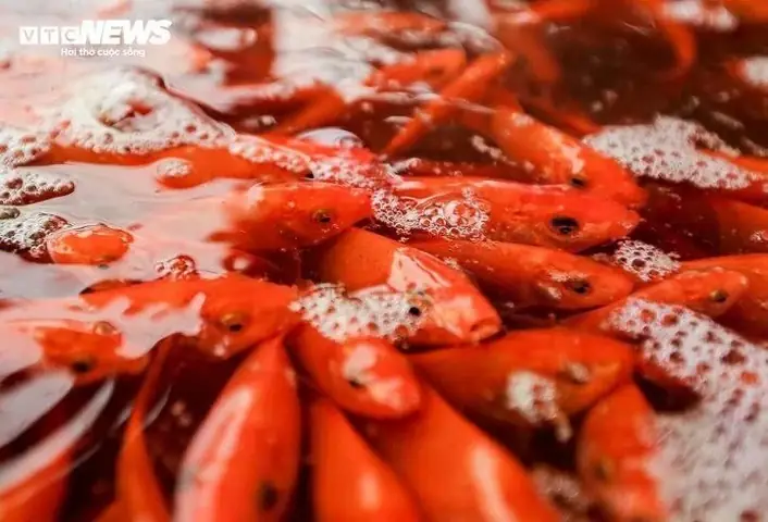 Chọn Và Thả Cá Chép Đúng Cách Trong Lễ Cúng Ông Công Ông Táo ...