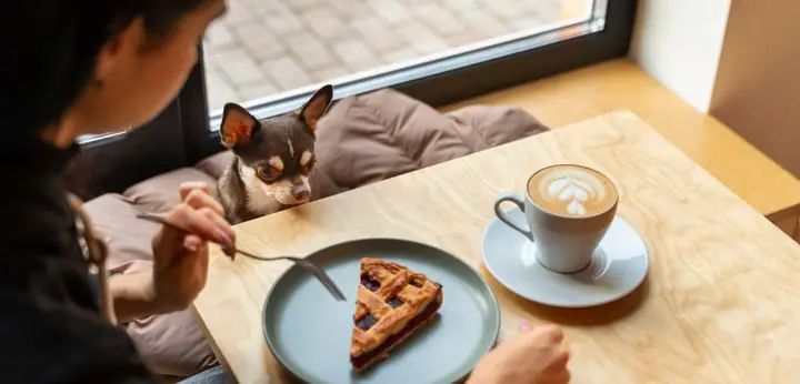 10 Quán Cafe Thú Cưng Dễ Thương Ở Sài Gòn Cho Team Yêu Động Vật ...