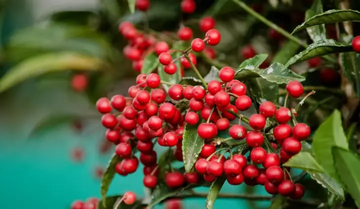 Cây Kim Ngân Lượng: Cách Trồng Và Chăm Sóc Đơn Giản Cho Cây ...