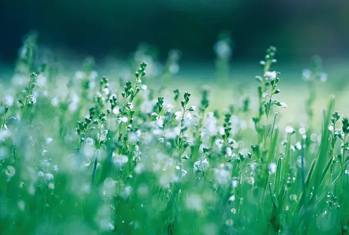 Cầu An Theo Tinh Thần Kinh Phước Đức