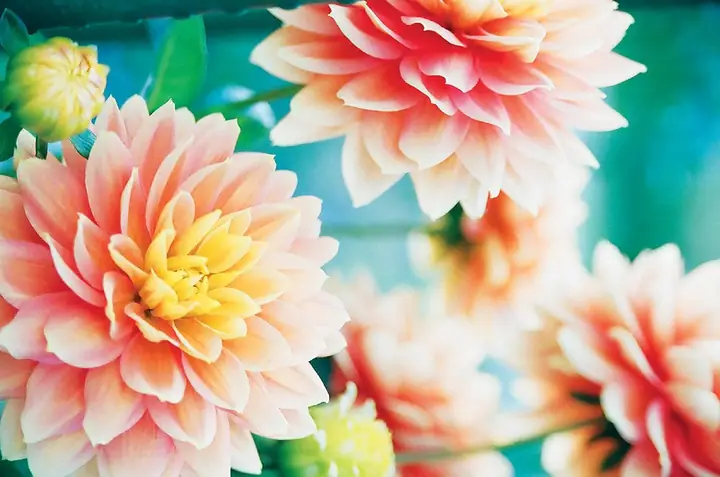 Cầu An Theo Tinh Thần Kinh Phước Đức