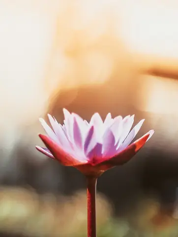 Cầu An Theo Tinh Thần Kinh Phước Đức