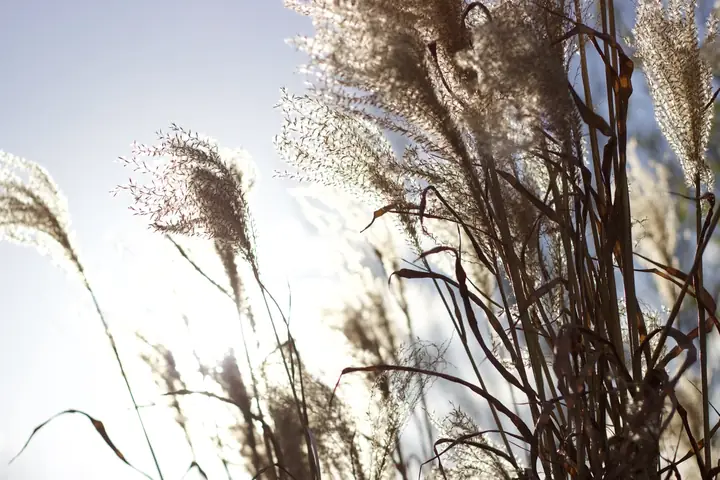 Vì Sao Người Tin Lành Không Thắp Hương, Bái Lạy, Thờ Cúng?