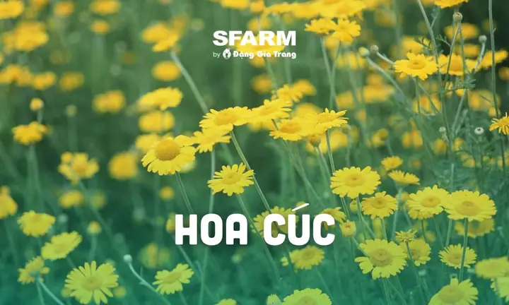 Cách Trồng Hoa Cúc Tết 2026 Đúng Kỹ Thuật, Hoa Nở Rực Rỡ Cách Trồng Hoa Cúc Tết 2026 Đúng Kỹ Thuật, Hoa Nở Rực Rỡ