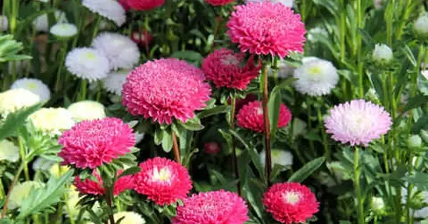 Kỹ Thuật Trồng Và Chăm Sóc Hoa Cúc Kỹ Thuật Trồng Và Chăm Sóc Hoa Cúc