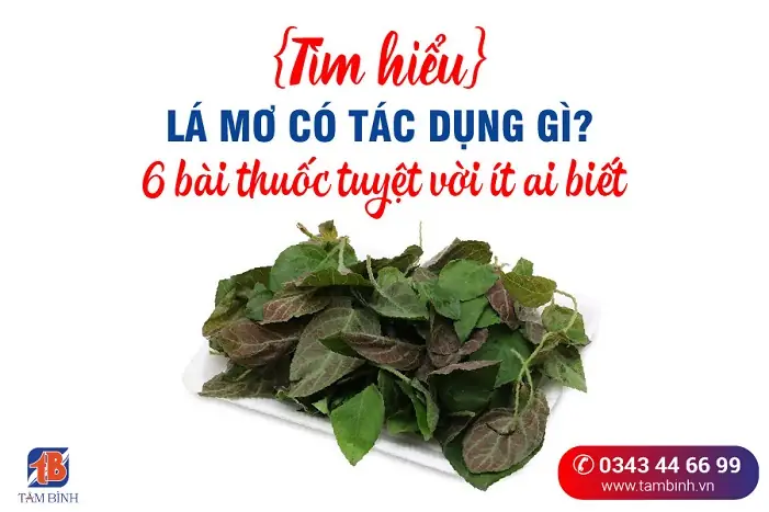 Lá Mơ Lông Phơi Khô Có Tác Dụng Gì? Công Dụng Và Lưu Ý Khi Sử Dụng