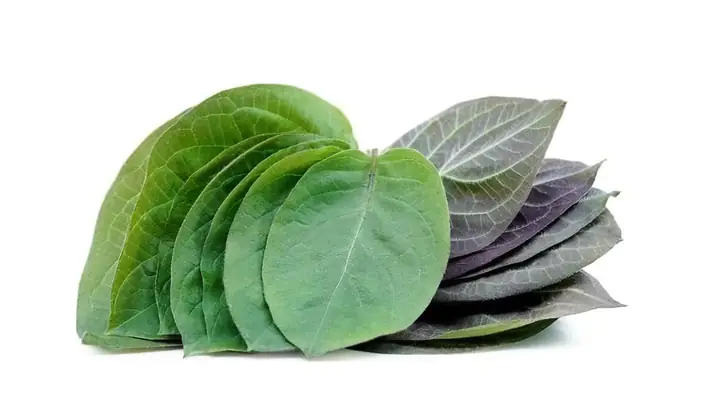 Lá Mơ Lông Phơi Khô Có Tác Dụng Gì? Công Dụng Và Lưu Ý Khi Sử Dụng