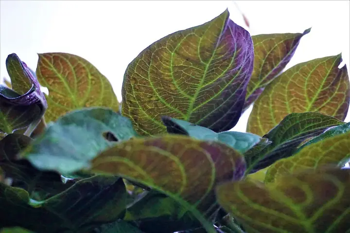 Lá Mơ Lông Với Mật Ong: Tác Dụng Và Những Lưu Ý Quan Trọng Khi Sử Dụng