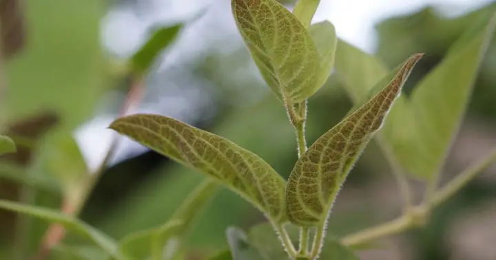 Lá Mơ Xanh Có Tác Dụng Gì Trong Đời Sống Và Y Học?
