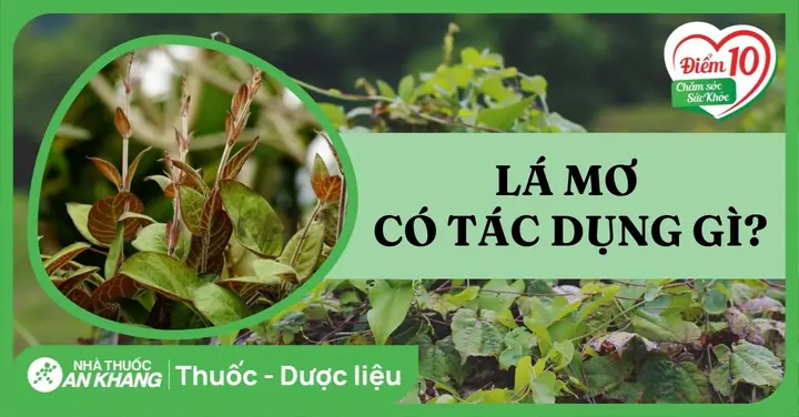 Lá Mơ Xanh Có Tác Dụng Gì Trong Đời Sống Và Y Học?