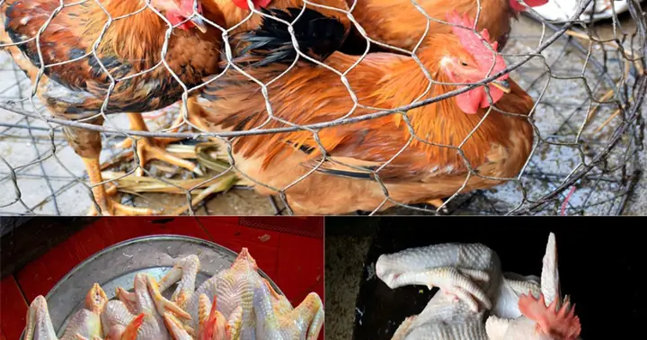 Quá Tải Dịch Vụ Mổ Gà Cúng Ngày 30 Tết Ở Nghệ An