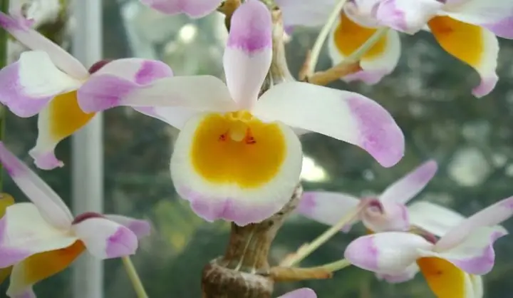 Phân Loại, Ý Nghĩa Và Cách Trồng Lan Trúc Phật Bà Mau Ra Hoa