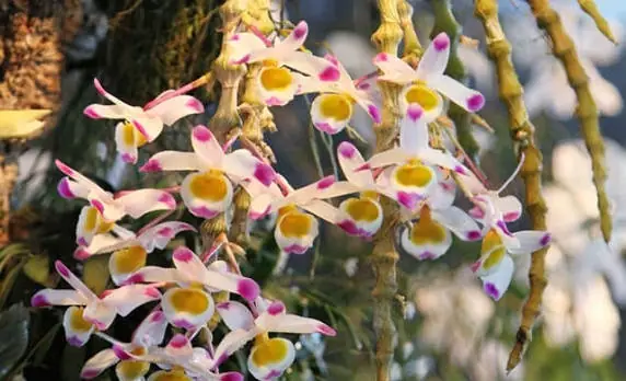 Cách Trồng Và Chăm Lan Trúc Phật Bà Đầy Đủ Nhất - Sfarm