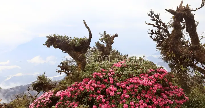 Vẻ Đẹp Hoa Đỗ Quyên Trên Đỉnh Sinh Tcha Pao | Báo Lào Cai Điện Tử