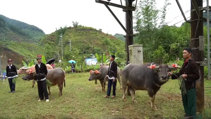 Lễ Cúng Hồn Trâu Của Người Lự