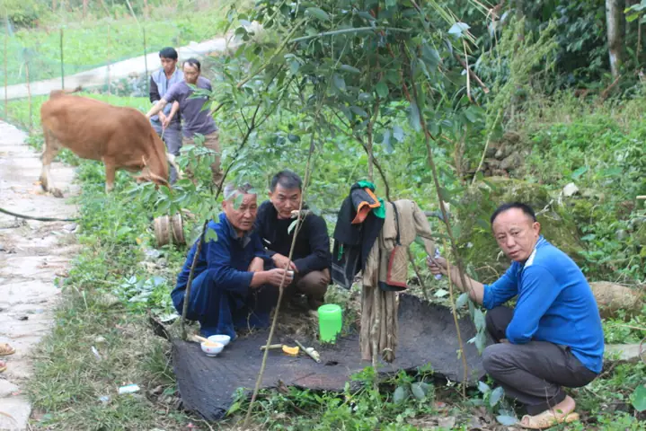 Lễ Cúng Bò Của Người Hmong Trắng - Di Sản Số