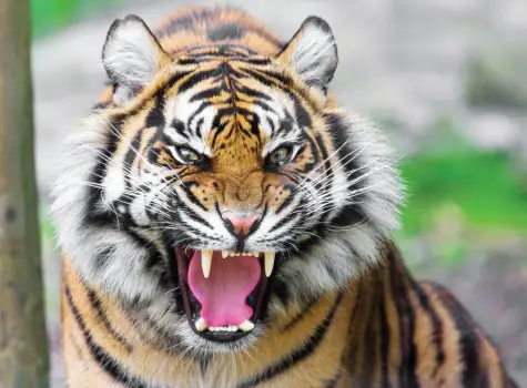 Vì Sao Hổ Lại Được Gọi Là Ông Ba Mươi?