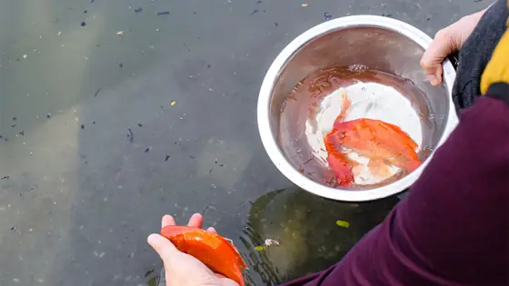 Nét Đẹp Văn Hóa Đưa Ông Táo Về Trời Của Người Dân Phương Nam