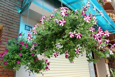 Lễ Cúng Rừng Của Người Nùng